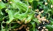 Wakame Seaweed