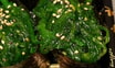 4 Wakame Seaweed Gunkan